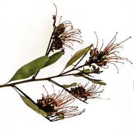 hakea 240 png water