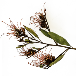 hakea 240 png water